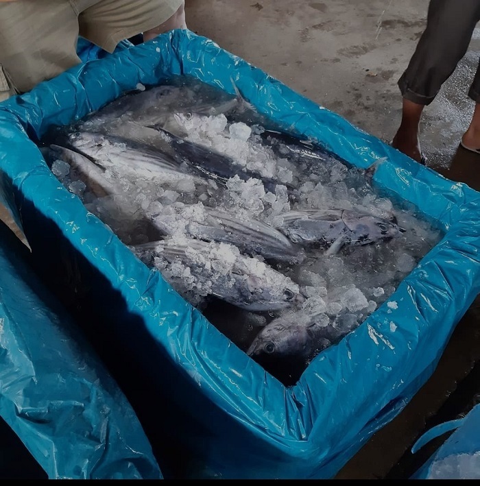 Ikan Hasil Tangkapan Masyarakat Setelah Pulang Melaut, Minggu (23/4/2023). (Foto: Nukilan/Azril)