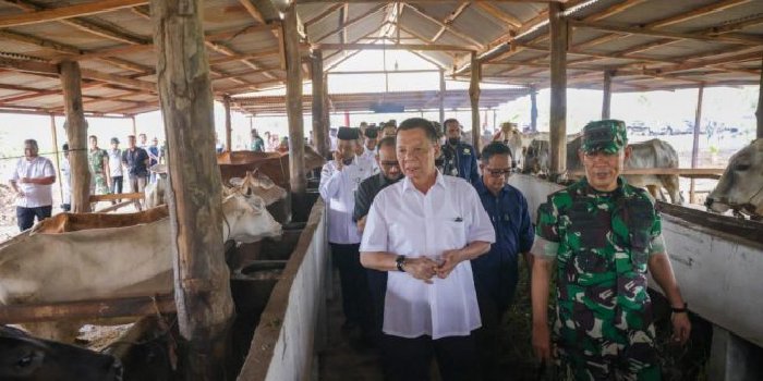 Sesuai dengan arahan Penjabat (Pj) Gubernur Aceh Achmad Marzuki, yang beberapa waktu lalu melakukan kunjungan kerja ke Aceh Jaya, saat ini Pemkab Aceh Jaya bersama Dinas Peternakan Aceh sedang menyusun sebuah upaya penertiban hewan ternak berbasis pemberdayaan. (Foto: Ist)