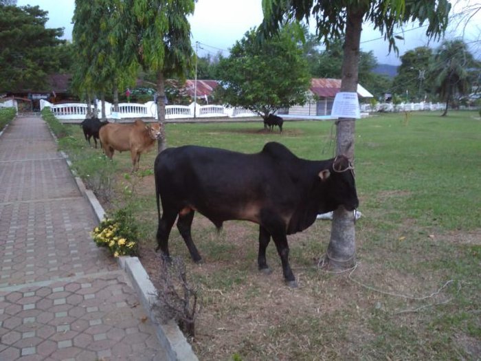 Pemkab Aceh Besar Bakal Sembelih 1.762 Hewan Qurban