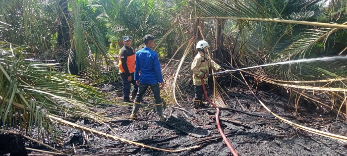 SebuahLahan rumbia yang berada di area permukiman warga di Gampong Cot Peutano, Kecamatan Kuta Baro, Aceh Besar terbakar pada Minggu (25/06/2023). (Foto: Ist)