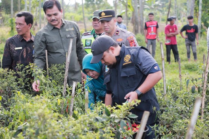 Pj Bupati Aceh Besar Muhammad Iswanto bersama Pj Ketua TP PKK Aceh Besar Cut Rezky Handayani didampingi Kadistan Aceh Besar Jakfar melakukan panen cabai merah di Gampong Leupung Bruek, Kecamatan Kuta Cot Glie. (Foto: Dok. Humas Pemkab Aceh Besar)