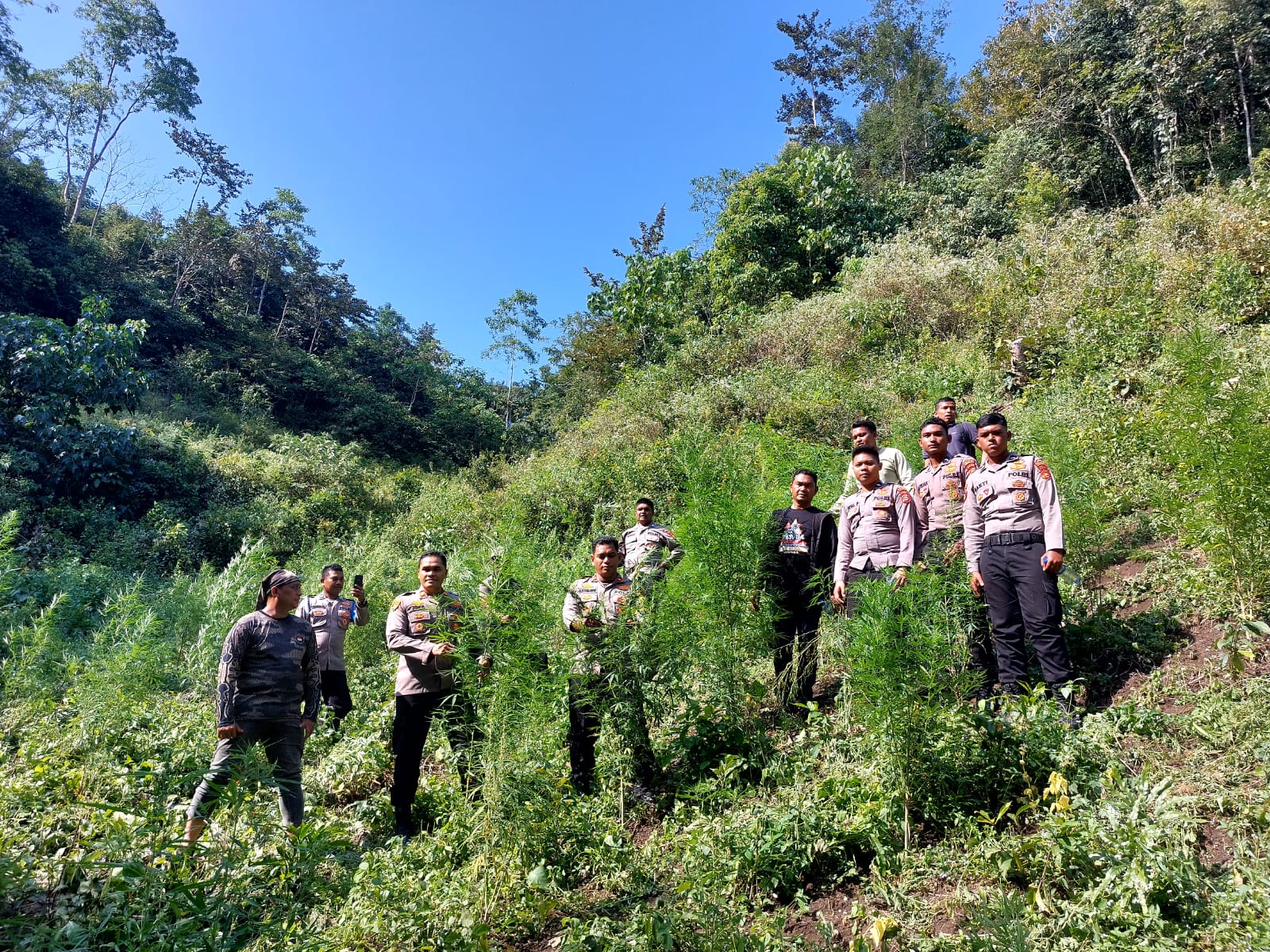 Pemusnahan ladang ganja di di kawasan Meureu, Kecamatan indrapuri, Kabupaten Aceh Besar, pada Jumat 2 Februari 2024. (Foto: Dok. Polres Aceh Besar)