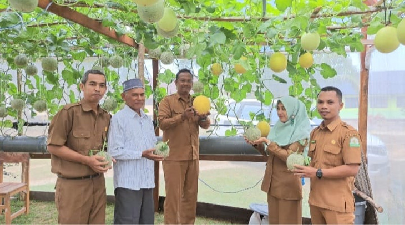 SMK Negeri 1 Peureulak Kabupaten Aceh Timur melakukan panen melon perdana hidroponik berkelas di kebun sekolah. [Foto: Humas Disdik Aceh]