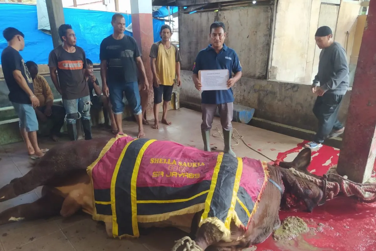Selebgram Aceh Shella Saukia Sumbang Sapi Kurban 1,2 Ton ke RPH Kota Banda Aceh. (Foto: ANTARA)