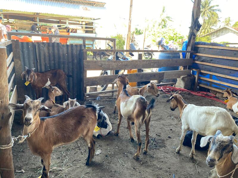 Hewan ternak kambing di Aqiqah Limo Farm di Ulee Kareng, Banda Aceh. (Foto: Nukilan/Rezi)