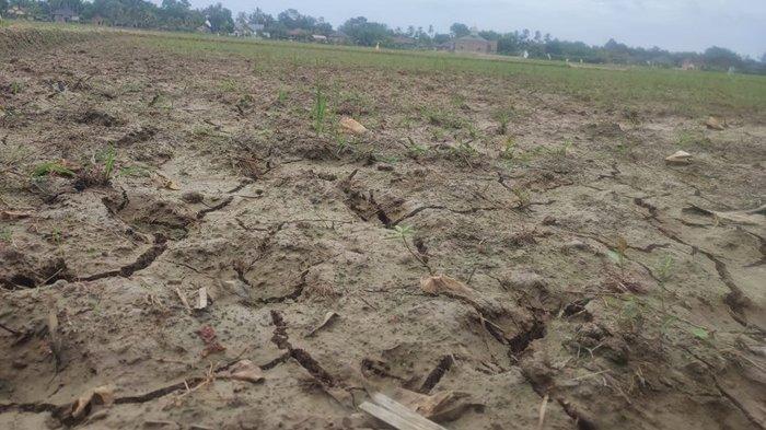 Kondisi sawah di Gampong Tunong Bugeng, Kecamatan Darul Falah, Aceh Timur. (Foto: Kiriman Warga)