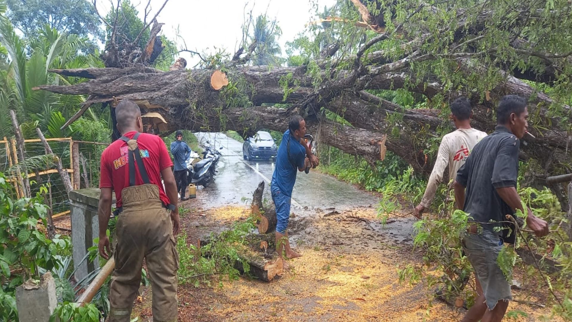 Pohon Asam Jawa berukuran besar, tumbang membentang diatas badan jalan di Gampong Limo, Kec. Indrapuri, Aceh Besar. (Foto : BPBD Aceh Besar).