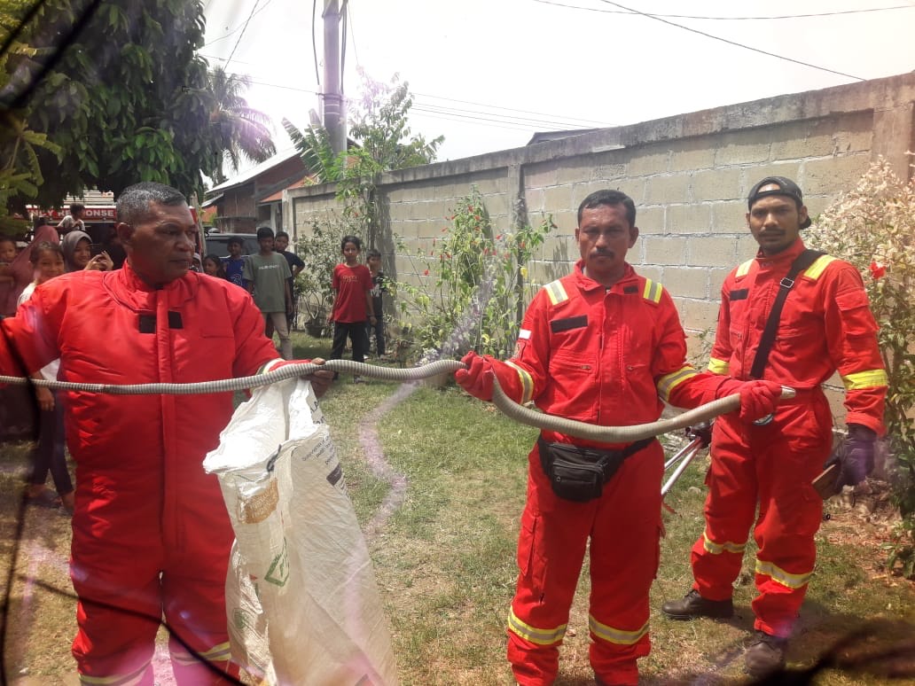 Ular kobra sepanjang 2,5 meter masuk ke rumah warga di Aceh Besar. (Foto: Dok DPKP Aceh Besar)