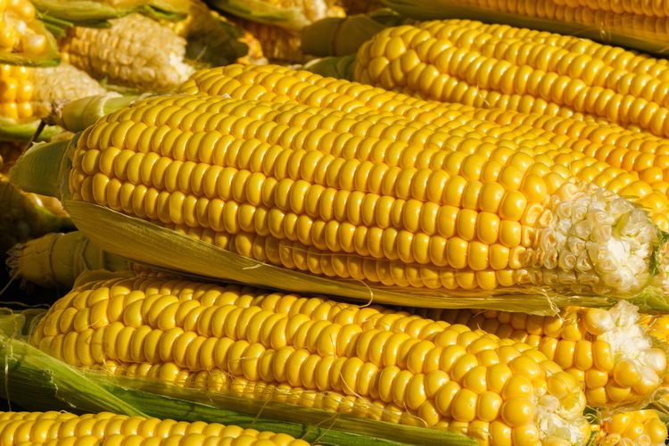 Ilustrasi Jagung. (Foto: Kompas.com)