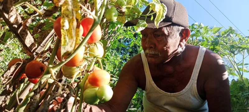 Petani di Aceh Terpuruk Akibat Harga Tomat Anjlok. (Foto: Nukilan)