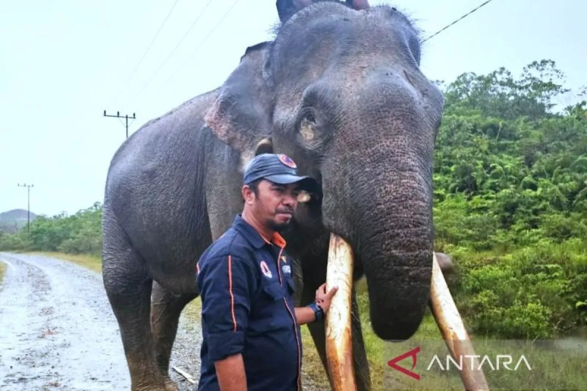 Tim BKSDA Berhasil Pasang GPS Collar pada Gajah Liar di Aceh Barat. (Foto: ANTARA)