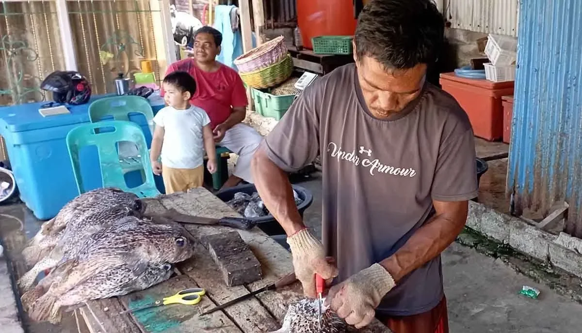 UMKM Aceh Ekspor Gelembung Ikan Buntal Bernilai Tinggi di Pasar Global. (Foto: ANTARA)