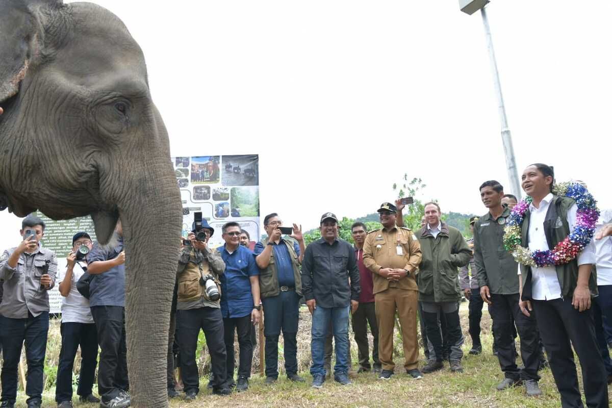 Presiden Prabowo Hibahkan 20.000 Hektar Lahan untuk Konservasi Gajah di Aceh. (Foto: Kompas.com)