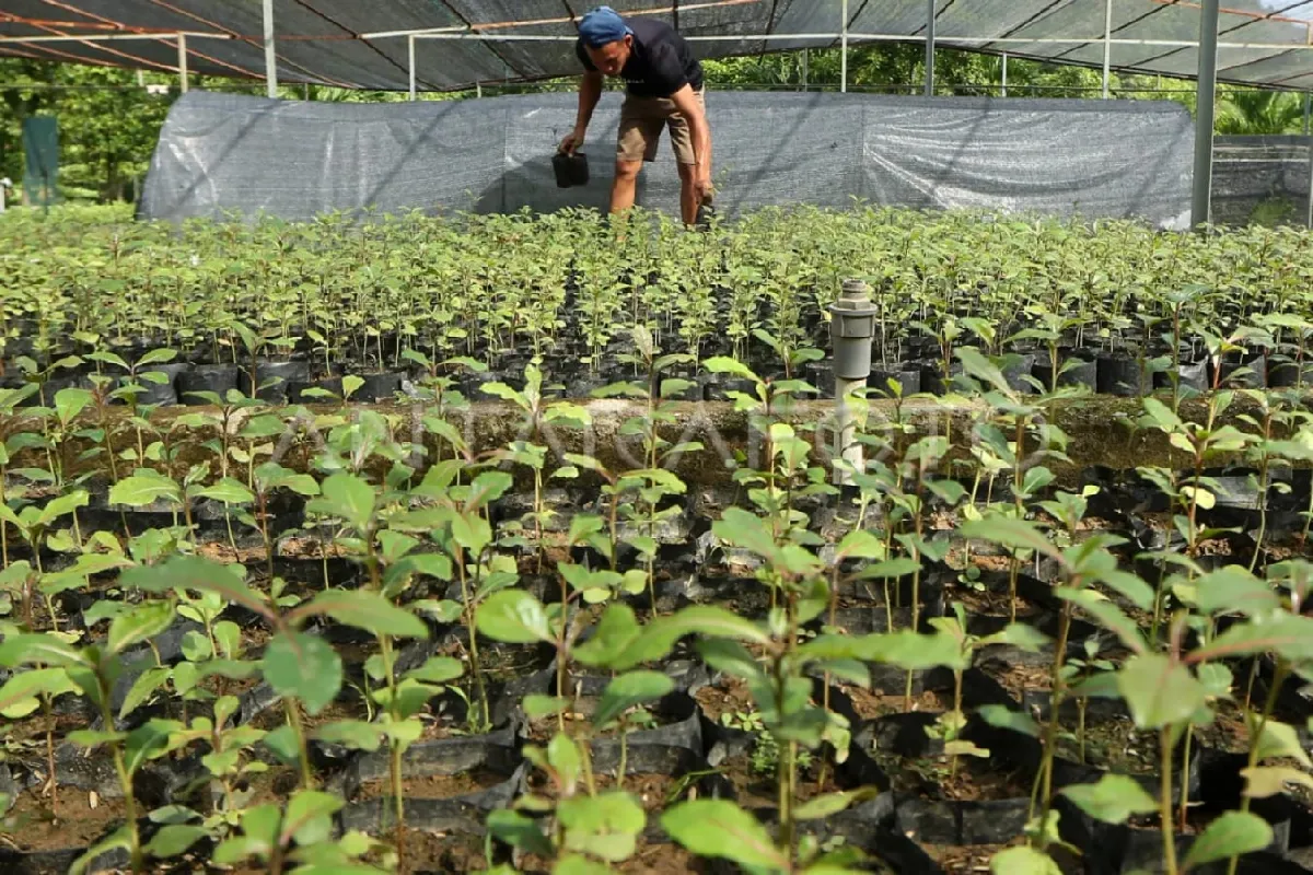 Pekerja memilah bibit tanaman di tempat persemaian permanen Badan Pengelolaan Daerah Aliran Sungai dan Hutan Lindung Aceh, Kuta Malaka, Aceh Besar. (Foto: ANTARA)