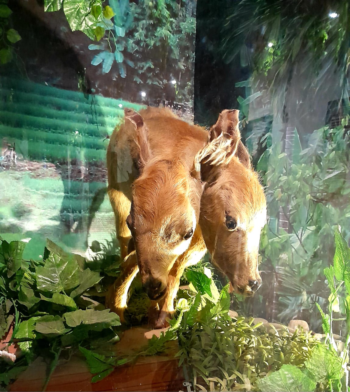 Display kerbau berkepala dua yang diawetkan. (Foto: Nukilan)