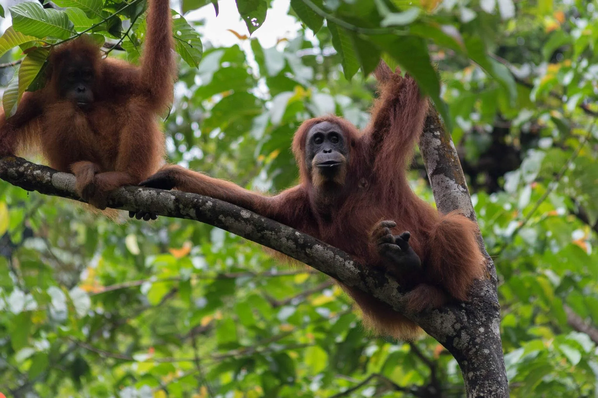 Orangutan di dalam kawasan hutan Lauser. (Foto: wildlifeheritageareas)