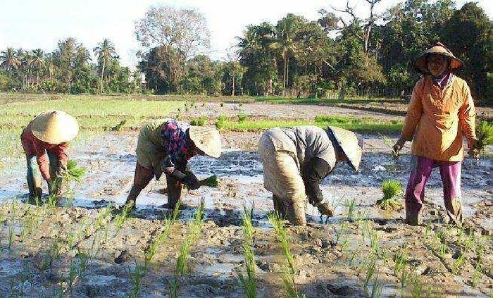 Ilustrasi sawah. (Foto: MC Aceh)
