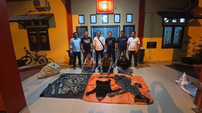 Tiga Perangkat Desa di Aceh Ditangkap Diduga Jual Kulit Harimau dan Beruang Madu. (Foto: Detik)
