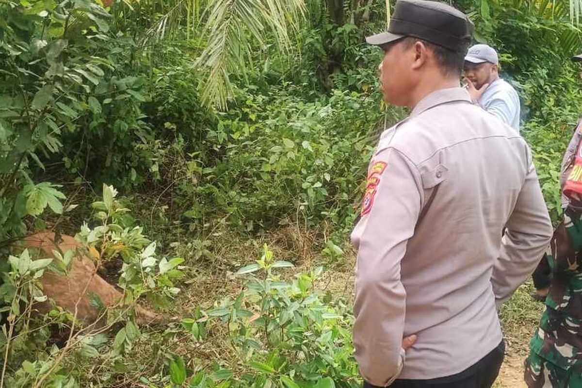 Harimau Sumatera Kembali Teror Ternak Warga di Aceh Timur. (Foto: POLRES ACEH TIMUR)