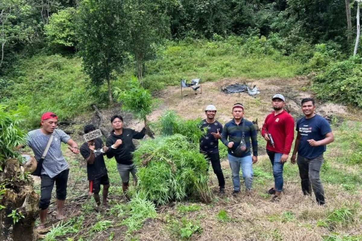 Personel Satresnarkoba Polres Aceh Besar saat menemukan satu hektare ladang ganja dan seorang terduga pelaku di wilayah Lamteuba, Aceh Besar. (Foto: ANTARA)