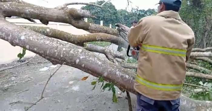 Petugas Damkar BPBD Aceh Besar, sedang manangani pohon tumbang di gampong Suka Mulia Kecamatan Lembah Seulawah. (Foto: BPBD Aceh Besar)