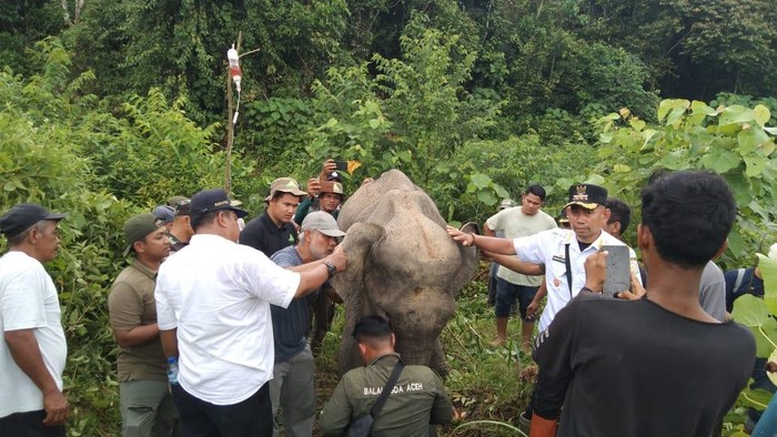 Gajah Liar Sakit di Aceh Timur Ditemukan Kurus dan Lemas. (Foto: Detik.com)