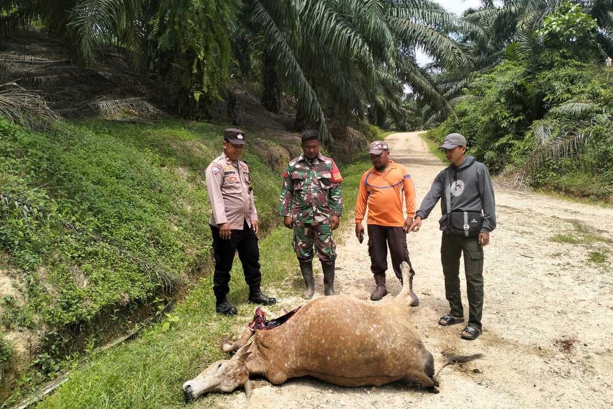 Harimau Kembali Teror Aceh Timur, Ternak Warga Jadi Korban. (Foto: Kompas.com)