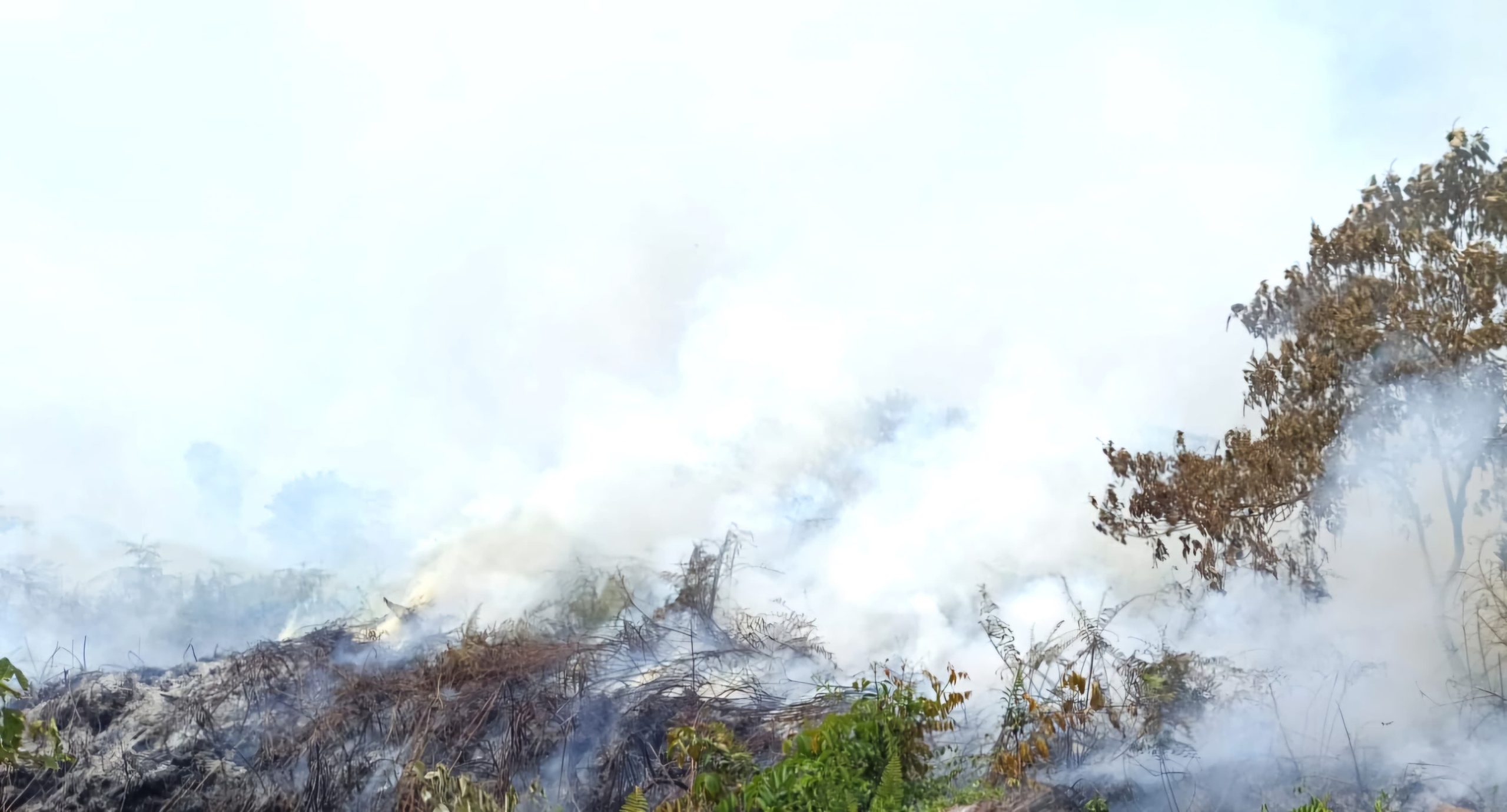 Lahan Gambut di Aceh Barat Terbakar. (Foto: RRI)