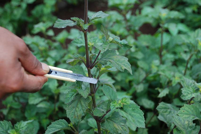 Kebun Nilam. (Foto: Trubus.id)