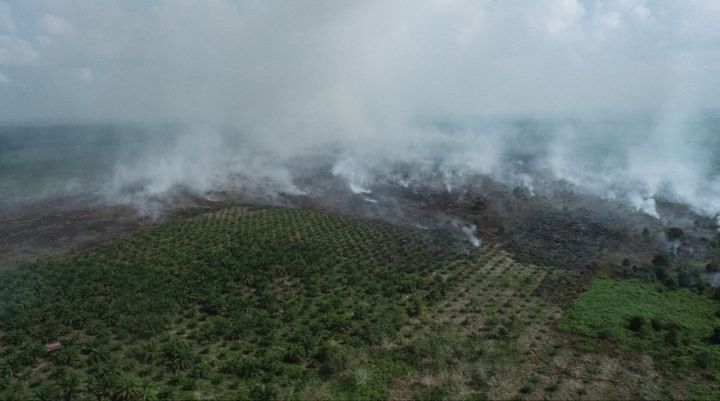 Karhutla di Aceh Barat Berhasil Dipadamkan. (Foto: Istimewa)