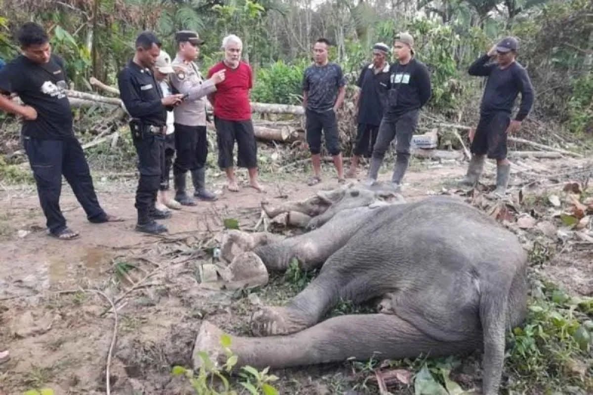 Gajah Sumatra yang Sempat Dirawat Ditemukan Mati di Aceh Timur