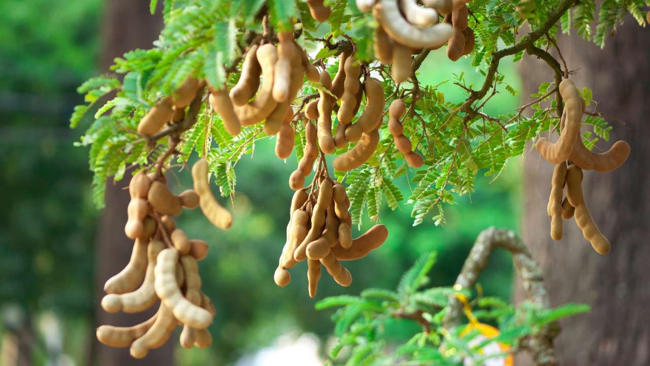 Pohon Asam Jawa atau Bak Me. (Foto RRI)