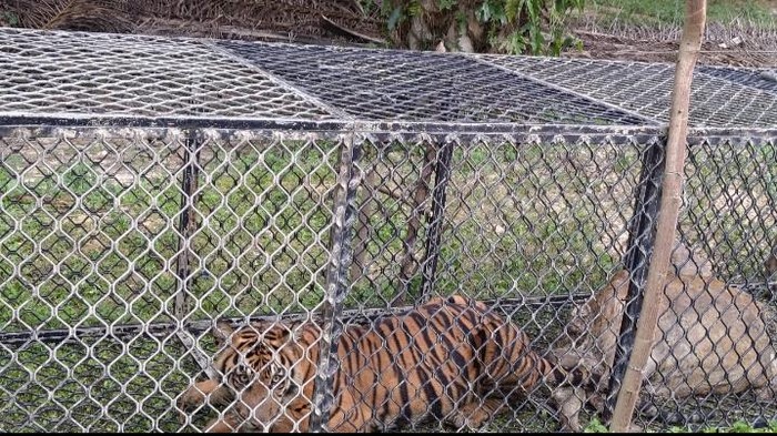 Harimau Masuk Perangkap BKSDA di Aceh Timur. (Foto: Detik.com)