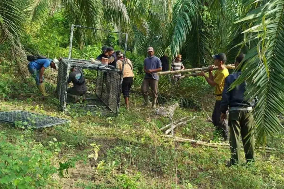 BKSDA Geser Lokasi Perangkap Harimau Sumatra di Aceh Timur. (Foto: antara)