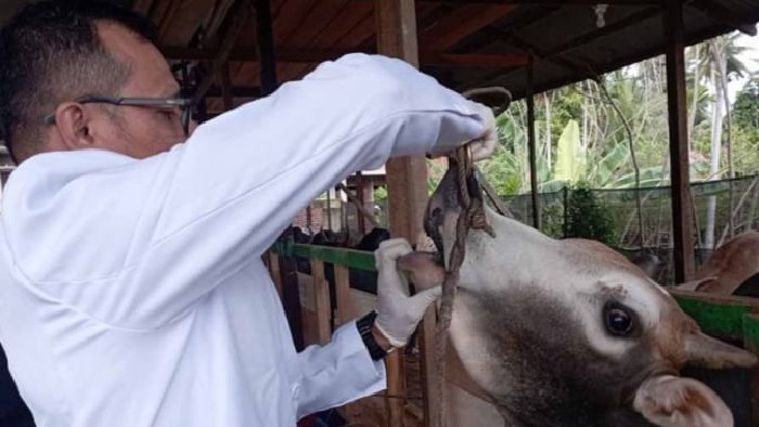 Tim Kesehatan Hewan Disnak Aceh Periksa Hewan Ternak untuk Meugang. (Foto: MC Aceh)