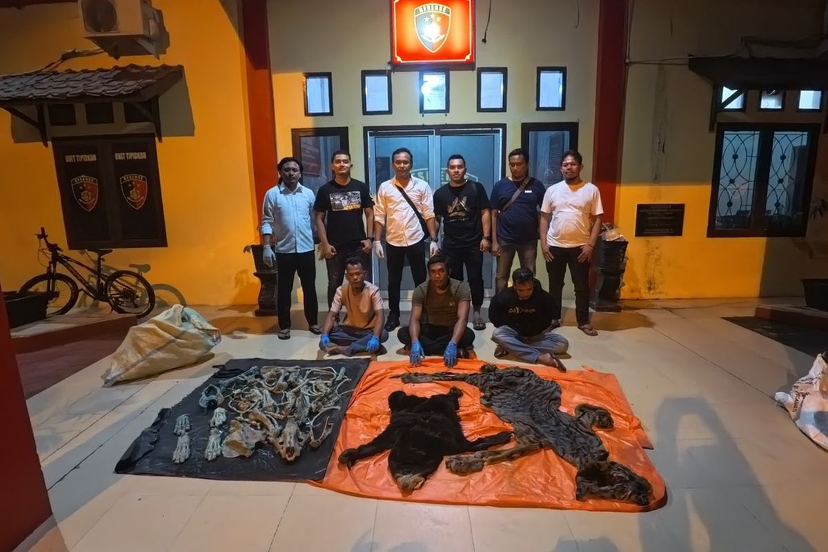 Polisi Tangkap Lima Pelaku Perdagangan Kulit Harimau di Aceh Tengah. (Foto: Kompas.com)