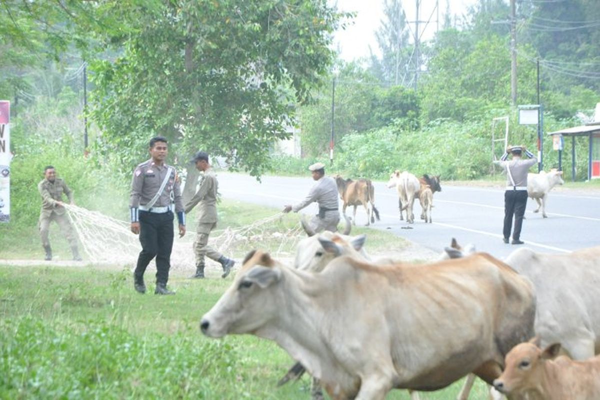 Satpol PP Aceh Besar Tertibkan Hewan Ternak Berkeliaran, Pemilik Harus Bayar Denda. (Foto: Kompas.com)