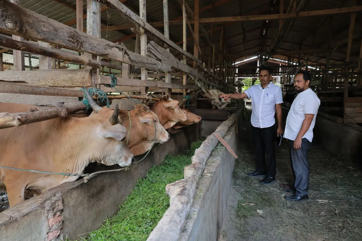 Distan Aceh Besar Dorong Peternak Beralih ke Metode Modern untuk Tingkatkan Produksi. (Foto: ANTARA)