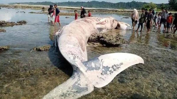 Paus Raksasa Terdampar di Simeulue. (Foto: ANTARA)