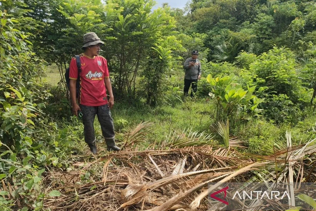 BPBD Aceh Barat Kerahkan Tim WRU dan Pawang, Atasi Gangguan Gajah di Sungai Mas. (Foto: ANTARA)