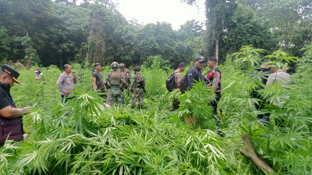 Operasi pemusnahan ganja di kawasan pegunungan Desa Lamteuba Droe, Kecamatan Seulimeum, Kabupaten Aceh Besar. (Foto: Dok. Polres Aceh Besar)