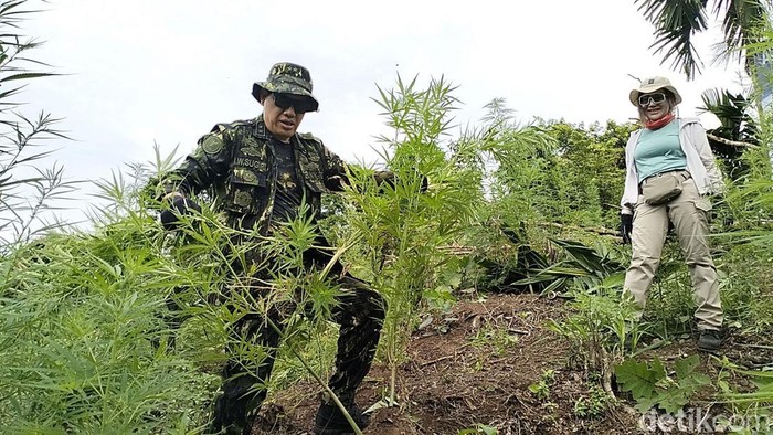 BNN memusnahkan tiga hektare ladang ganja di dua lokasi di Aceh Besar, Aceh. (Foto: detikSumut).
