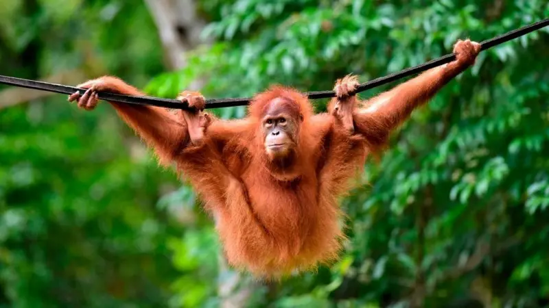 Ilustrasi orang utan. (Foto: BBC)