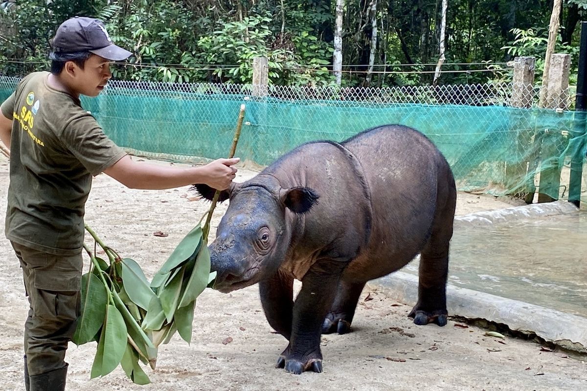 Indra, anak badak sumatera yang lahir di SRS TNWK, Minggu (16/2/2025). (Foto: Kompas.com)