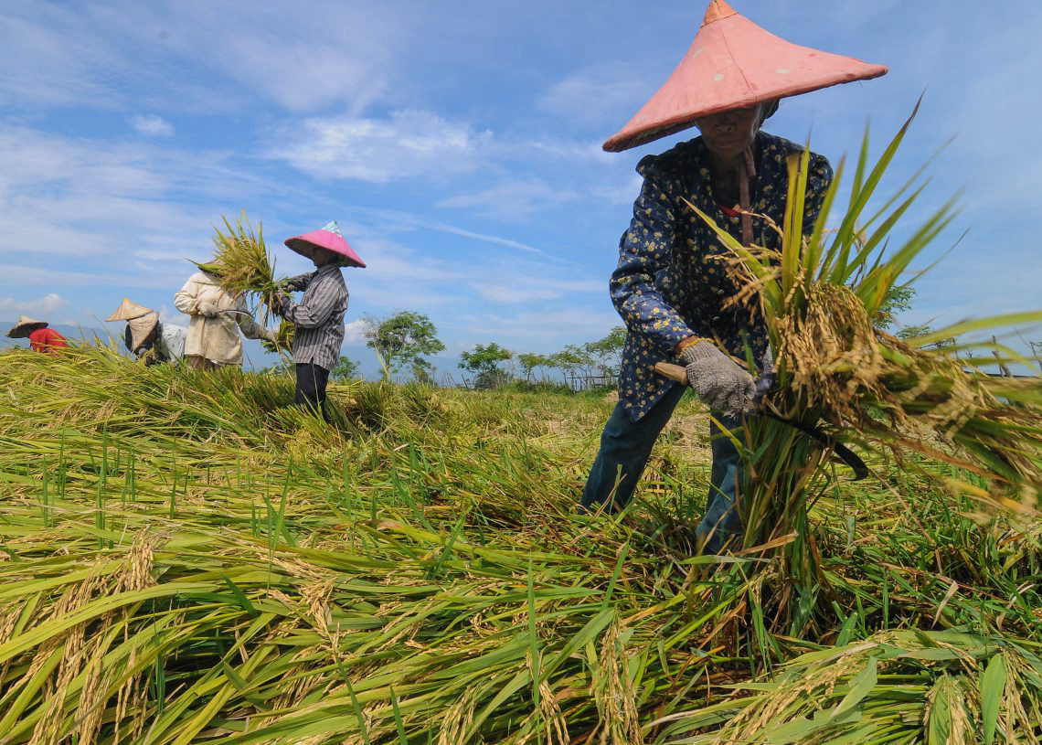 Potret Pertanian. (Foto: Getradius.id)