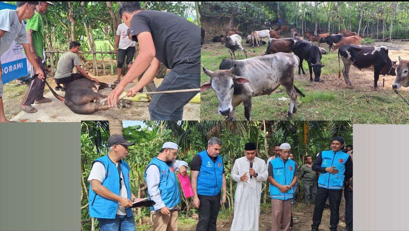 Turki Salurkan 150 Hewan Kurban untuk Warga Aceh
