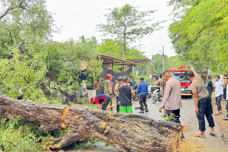 Angin Kencang dan Hujan Ringan Sebabkan Pohon Tumbang di Sejumlah Wilayah Aceh Besar. (Foto: ANTARA)