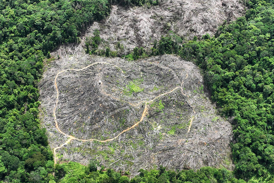 Tampak jelas hutan TNGL di Aceh Tamiang yang dirambah. (Foto: RAN)