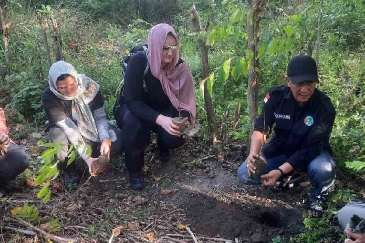 Kepala DLH Aceh Selatan Teuku Masrizar bersama mahasiswi asal Australia melakukan penanaman di Blok Koleksi Tahura Trumon di Aceh Selatan. (FOTO: ANTARA/HO-DLH Aceh Selatan)