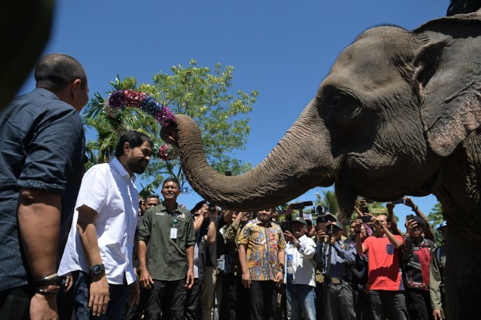Mualem Dukung Upaya Atasi Konflik Gajah dan Manusia. (Foto: MC Aceh)